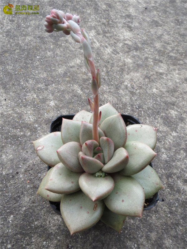 阿拉伦宝石 xGraptoveria Araluen Gem