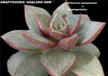 阿拉伦宝石 xGraptoveria &#8216;Araluen Gem&#8217;