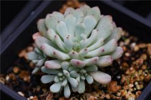 魔豆 xGraptoveria &#8216;Fantasy Bean&#8217;