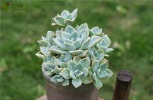 哈利沃森 Graptoveria 'Harry Watson'