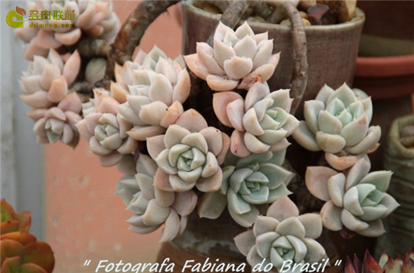 哈利沃森 Graptoveria Harry Watson