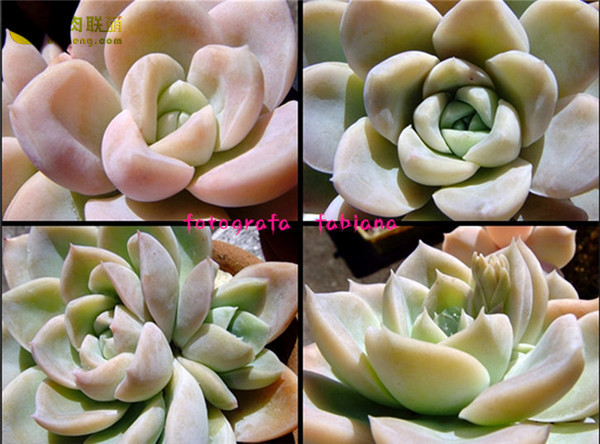 哈利沃森 Graptoveria Harry Watson