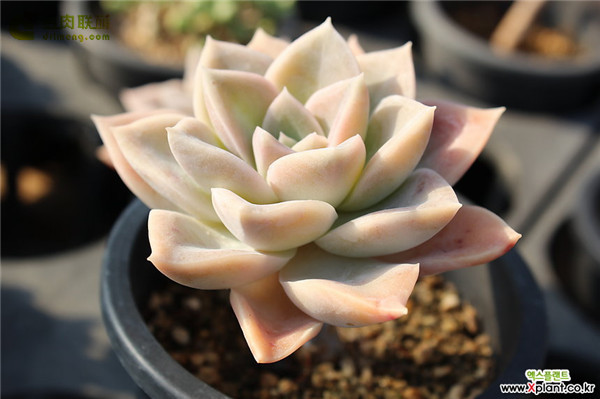 哈利沃森 Graptoveria Harry Watson