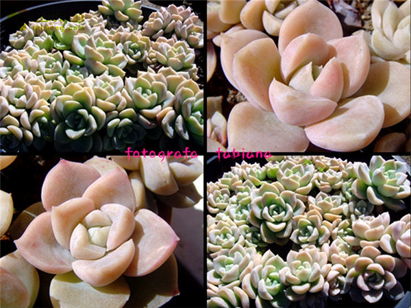 哈利沃森 Graptoveria Harry Watson