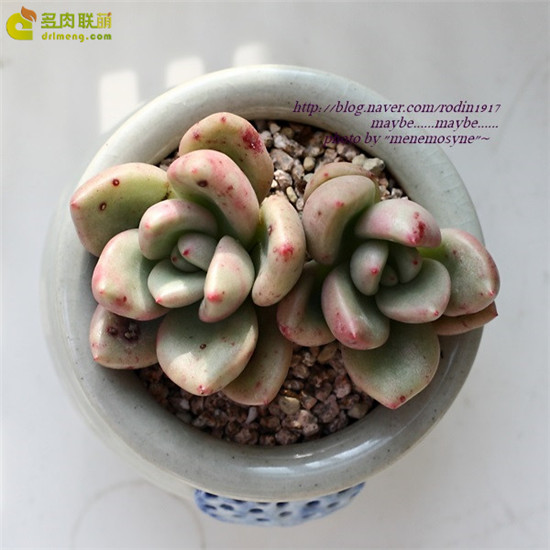 奶油鳄梨 xGraptoveria Avocado Cream