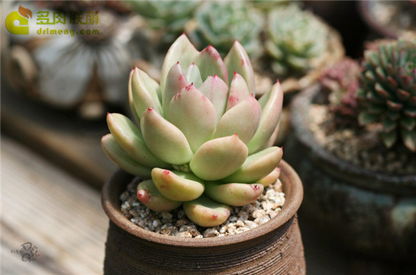 奶油鳄梨 xGraptoveria Avocado Cream