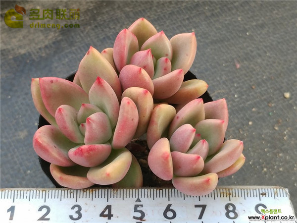 奶油鳄梨 xGraptoveria Avocado Cream