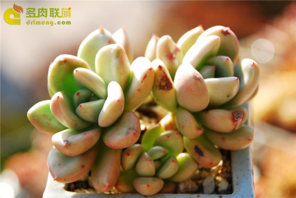 奶油鳄梨 xGraptoveria Avocado Cream