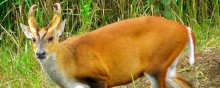 黄猄是国家几级保护动物