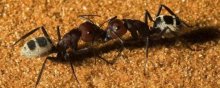 蚂蚁有几只脚
