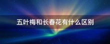 五叶梅和长春花有什么区别