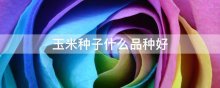 玉米种子什么品种好