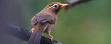 画眉鸟是国家几级保护动物