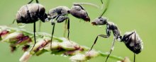 蚂蚁触角的作用是什么
