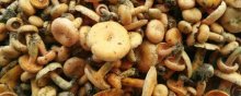 松树菇怎么做好吃
