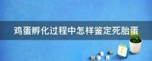 鸡蛋孵化过程中怎样鉴定死胎蛋