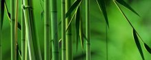 竹子代表什么人的精神品质
