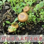 蟹棒蘑菇怎么做好吃吗