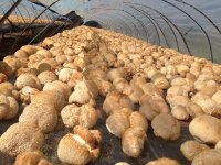 养殖猴头菇的营养价值有哪些？