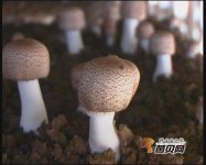 姬松茸的生长习性与种植特点