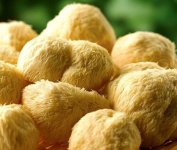 新鲜猴头菇如果变黄了还能吃吗？