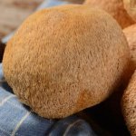 猴头菇饼干有治疗胃病的功效吗？