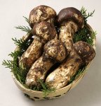 松茸能和别的蘑菇一起熬鸡汤吗？