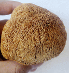 猴头菇为什么嚼不烂，怎样做猴头菇更好？