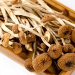 茶树菇的食物禁忌与人群禁忌