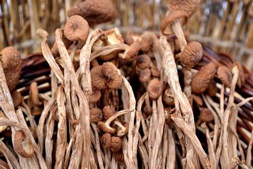 茶树菇怎么有股怪味，茶树菇有怪味正常吗？
