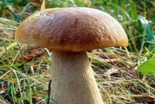 哪些品种的牛肝菌可以吃?