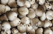 新鲜草菇怎么保存？如何挑选新鲜草菇？