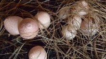 新鲜竹荪蛋能保存多久？新鲜竹荪蛋的保存方法