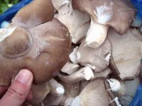 平菇长白毛有毒吗？平菇长白毛了还能吃吗？