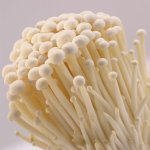 金针菇的分布地区，怎样种植金针菇？
