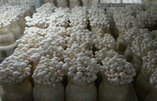 白玉菇是怎么长成的？