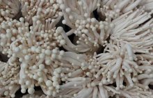 海鲜菇是怎样种植的？海鲜菇种植条件