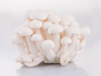 白玉菇哺乳期能吃吗？适合哺乳期吃的白玉菇做法