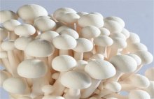 白玉菇与海鲜菇的5大区别