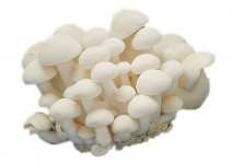 白玉菇的热量高吗？减肥期间可以吃吗？