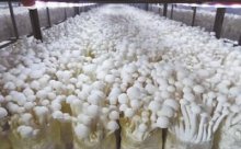 海鲜菇产业发展壮大 龙头引领天地宽