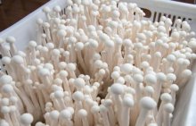康泰来产业园首批海鲜菇上市