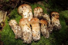 野生巴西蘑菇松茸怎么做好吃吗