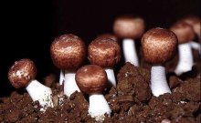 姬松茸产地云南的好还是东北的好，购买姬松茸的挑选方法