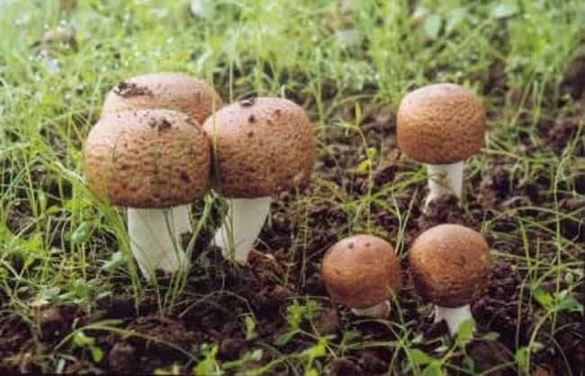 姬松茸怎么种？给您详细介绍姬松茸的栽培技术