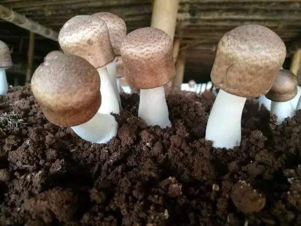 姬松茸怎么种？给您详细介绍姬松茸的栽培技术