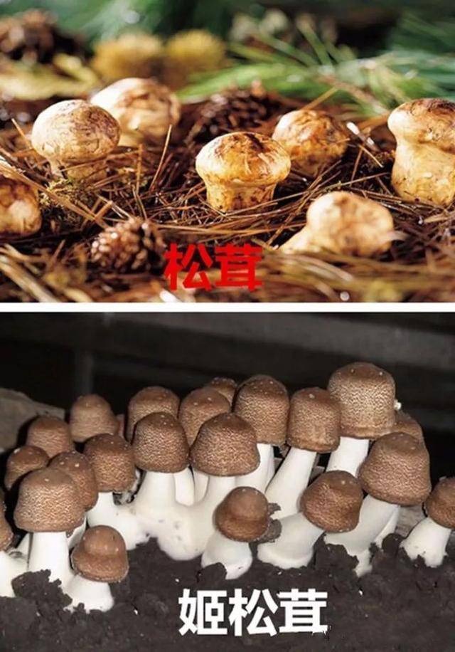 松茸味道怎么样？有臭味正常吗？