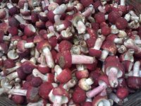 做好的红菇有苦味是什么原因？