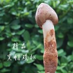 黑鸡枞的功效与作用：补磷