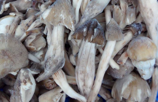 鸡枞菌能冷冻吗？鸡枞菌的正确保存方法